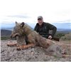 Image 3 : 7-Day Balkan Chamois Hunt for 1 Hunter and 1 Non-Hunter in Macedonia - Includes Trophy Fee