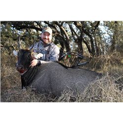 3-Day Nilgai Bull&Cow BOW Hunt for 2 Hunters at the King Ranch in Texas - Includes Trophy Fee