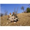 Image 2 : 3-Day Plains Game Hunt for One Hunter and One Non-Hunter in Namibia - Includes Trophy Fees