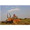 Image 2 : 7-Day Sable and Plains Game Hunt for One Hunter and One Non-Hunter in Zambia - Includes Trophy Fees