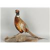 Image 1 : Pheasant Mount