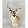 Image 1 : Whitetail Deer Shoulder Mount