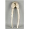 Image 1 : Scrimshawed Walrus Jaw Bone and Tusks