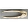 Image 2 : Scrimshawed Walrus Jaw Bone and Tusks