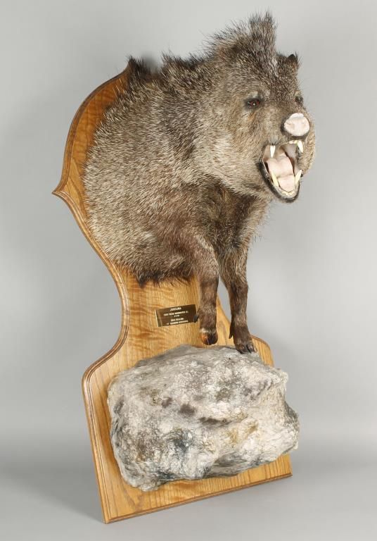 Javelina Shoulder Mount
