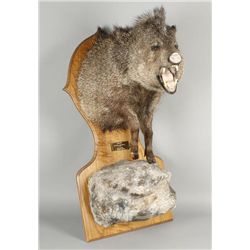 Javelina Shoulder Mount