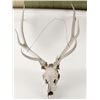 Image 1 : Elk Skull Head