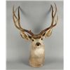 Image 1 : Mule Deer Mount