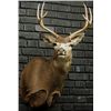 Image 1 : Large Four Point Buck Mount.