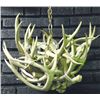 Image 1 : Real Deer Game Antler Chandelier with Flickering