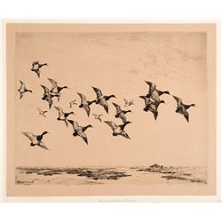 Broadbill in Flight