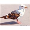 Image 1 : Gull