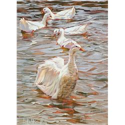 Preening Patterns