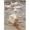 Image 1 : Preening Patterns