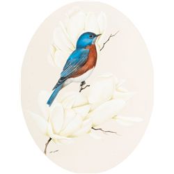Eastern Bluebird