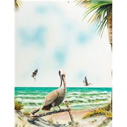 Brown Pelicans