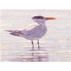 Your Tern