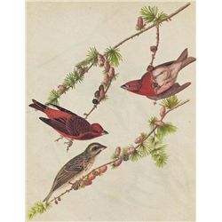 John James Audubon Circa 1946 PURPLE FINCH