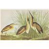 Image 1 : John James Audubon Circa 1946 LEAST BITTERN