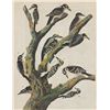 Image 1 : John James Audubon Circa 1946 HAIRY WOODPECKER