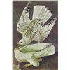 Image 1 : John James Audubon Circa 1946 GYRFALCON