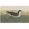 Image 3 : John James Audubon Circa 1946 AUDUBONS SHEARWATER