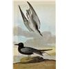Image 1 : ~ BLACK TERN ~ FRAMED MATTED PRINT ~ 14 X 11 ~The