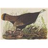 Image 1 : John James Audubon Circa 1946 WILD TURKEY