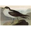 Image 3 : GREATER SHEARWATER John Audubon Print