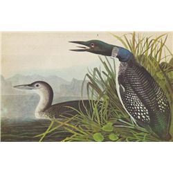 John James Audubon Circa 1946 COMMON LOON MATTED