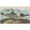Image 1 : John James Audubon Circa 1946 KITTIWAKE