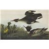 Image 1 : John James Audubon Circa 1946 RED-BREASTED MERGANS