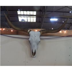 Longhorn Skull
