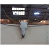 Image 1 : Longhorn Skull
