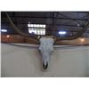 Image 2 : Longhorn Skull