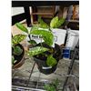 Image 1 : LIVE PLANT - ACUBA - MR GOLD STRIKE