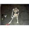 Image 1 : SKELETON