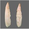 Image 4 : Pair of Baby Walrus Ivory (Erotic)   (Size:  See Last