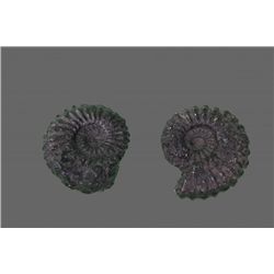Pair of Fossils   (Size:  See Last Photo for