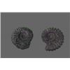 Image 1 : Pair of Fossils   (Size:  See Last Photo for