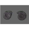 Image 2 : Pair of Fossils   (Size:  See Last Photo for