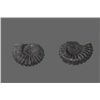 Image 3 : Pair of Fossils   (Size:  See Last Photo for