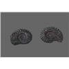 Image 4 : Pair of Fossils   (Size:  See Last Photo for