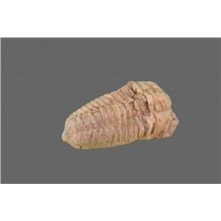 Trilobite Fossil   (Size:  See Last Photo for