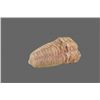 Image 1 : Trilobite Fossil   (Size:  See Last Photo for