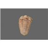 Image 2 : Trilobite Fossil   (Size:  See Last Photo for
