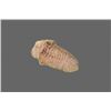 Image 3 : Trilobite Fossil   (Size:  See Last Photo for