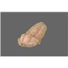 Image 4 : Trilobite Fossil   (Size:  See Last Photo for