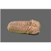 Image 7 : Trilobite Fossil   (Size:  See Last Photo for