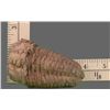 Image 8 : Trilobite Fossil   (Size:  See Last Photo for